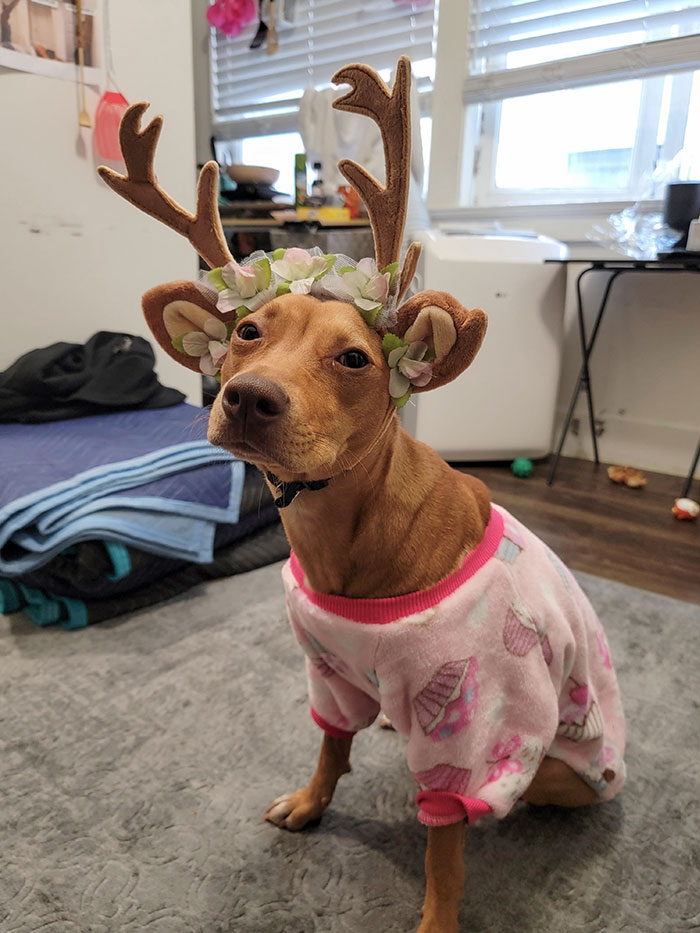 My Doghter's Halloween Costume Arrived
