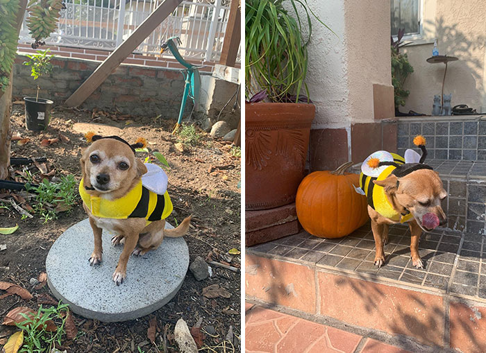 This Busy Worker Bee Getting In The Halloween Spirit