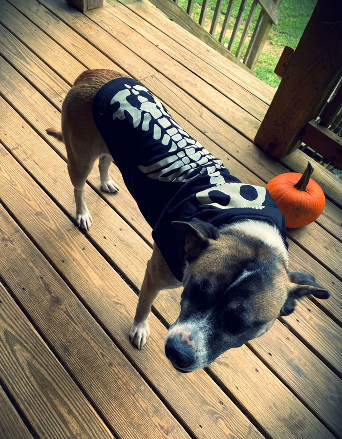 Safe To Say Wendy Is Not Enjoying Her Knock Off Halloween Costume