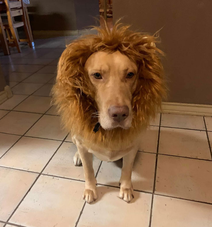 Beau Was Not Very Amused By His Halloween Costume