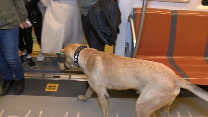 Se vio a este perro usando el transporte público en Estambul, así que las autoridades le pusieron un rastreador: Resulta que viaja más de 30 kilómetros al día