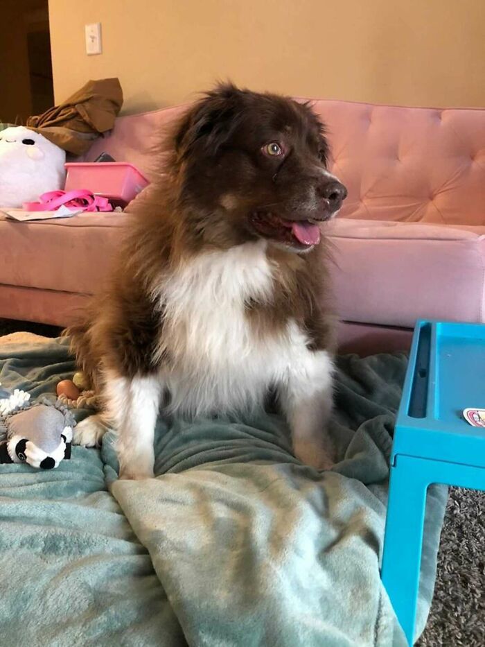 Dog That Was About To Be Put Down Gets Rescued And Adopted By A Couple That Drove For Hours To Get Him