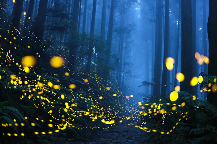Bosque de luz verde, La belleza de la naturaleza: 1er Clasificado