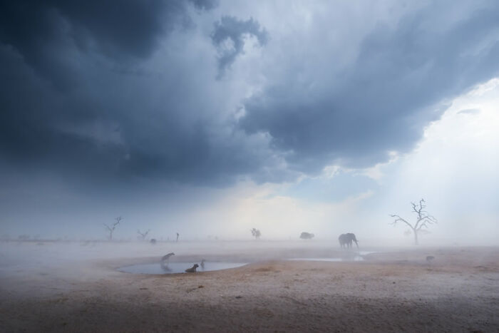 Foggy landscape with wildlife near a waterhole, showcasing powerful imagery from the Siena International Photo Awards.