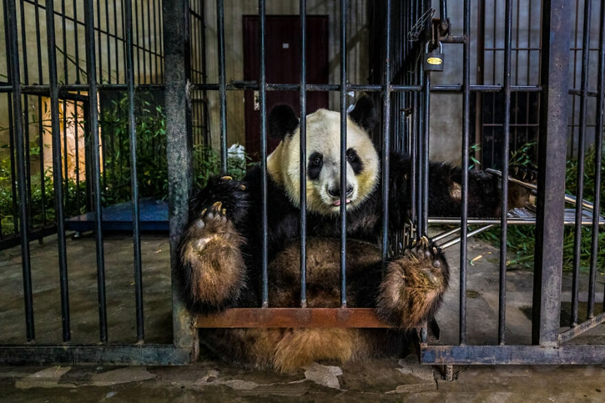 Captive, Documentary & Photojournalism: 1st Classified