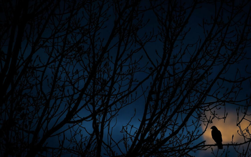 Buzzard At Dusk, Under 20: 1st Classified