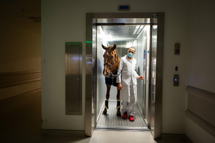 Man in white coat and mask leading a horse in an elevator, powerful image from Siena International Photo Awards 2021.