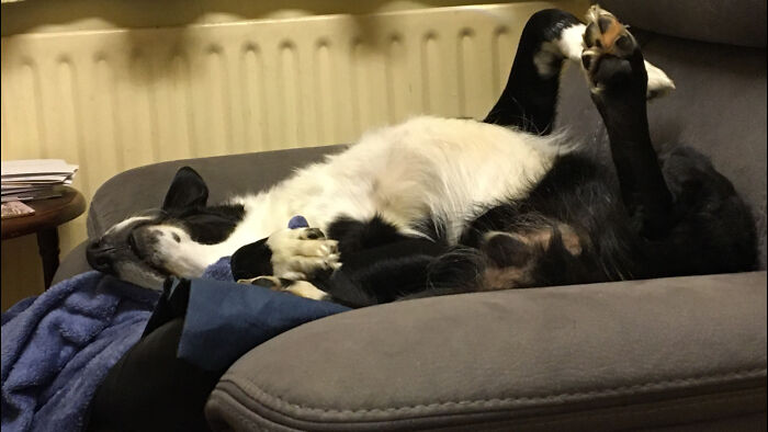 My Dog Shilo, Sound Asleep And Snoring.😊