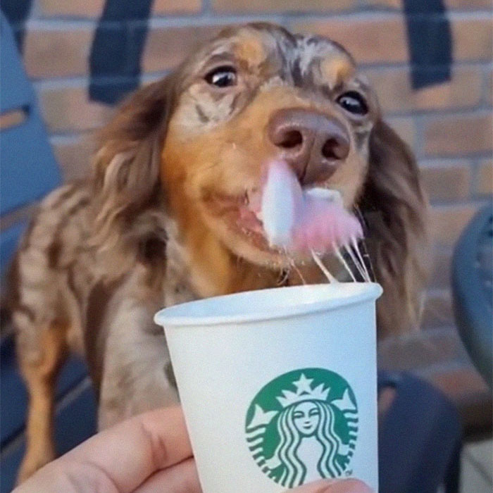 Spoiled Dog Only Eats Her Puppuccino From A Starbucks Cup