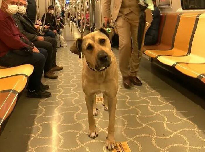 Se vio a este perro usando el transporte público en Estambul, así que las autoridades le pusieron un rastreador: Resulta que viaja más de 30 kilómetros al día
