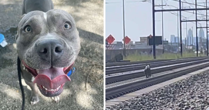 Woman Rescues An Abandoned Pit Bull From Railroad Tracks Seconds Before Train Comes