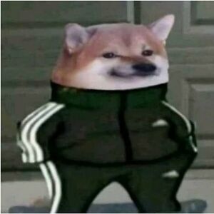 shelbieernst_1 avatar