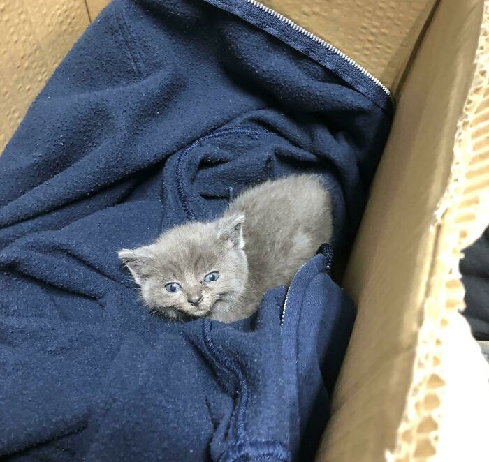 Un idiota abandonó a este pobre bebé en nuestro contenedor de animales de peluche en mi lugar de trabajo anoche