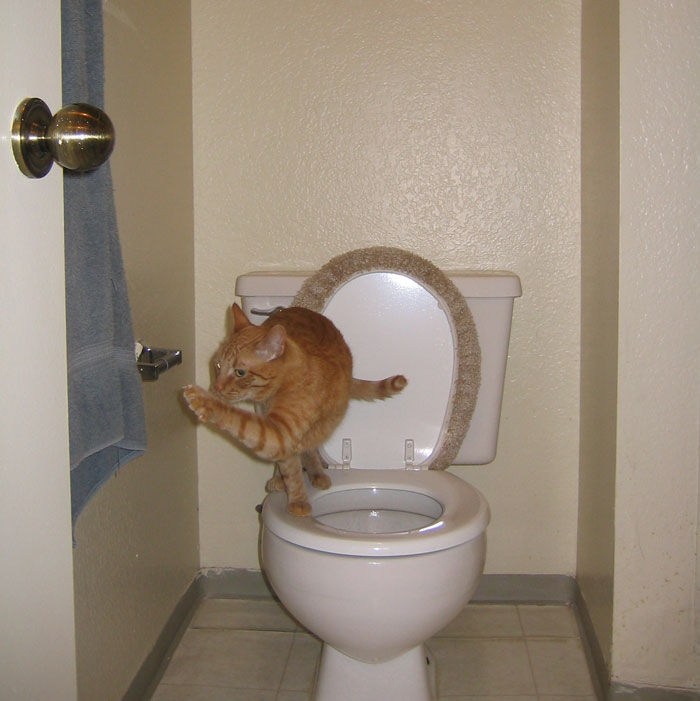 “The World's Youngest Parents Were 8 And 9”: 30 Weird Facts You Probably Didn’t Know Shared By This TikTok User