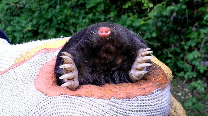 “The World's Youngest Parents Were 8 And 9”: 30 Weird Facts You Probably Didn’t Know Shared By This TikTok User