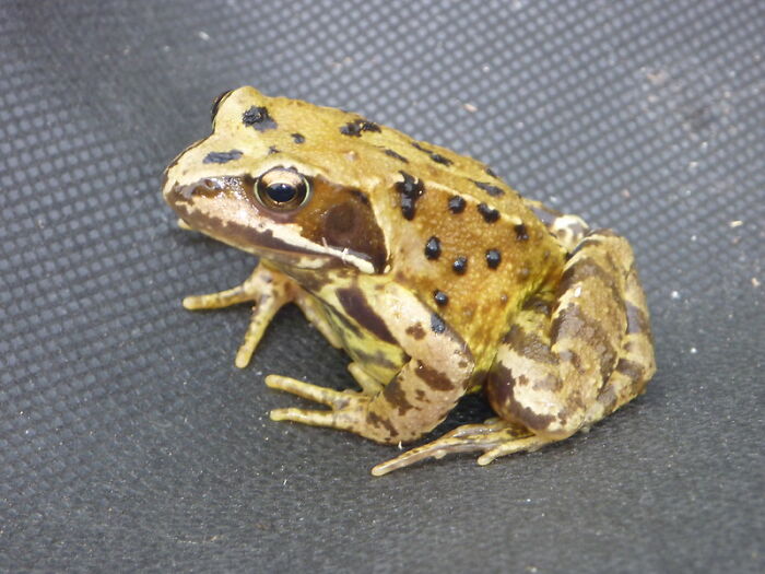 “The World's Youngest Parents Were 8 And 9”: 30 Weird Facts You Probably Didn’t Know Shared By This TikTok User