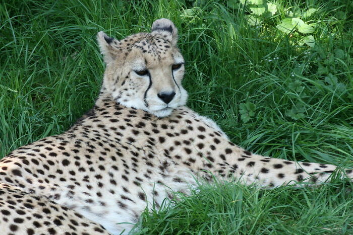 “The World's Youngest Parents Were 8 And 9”: 30 Weird Facts You Probably Didn’t Know Shared By This TikTok User