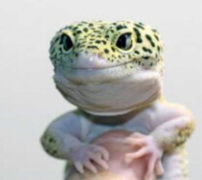 Hey Pandas, Take A Picture Of Your Unusual Pet