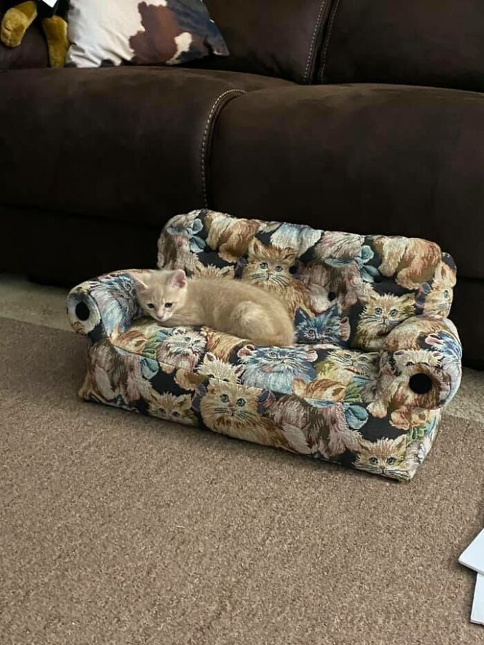 I Found A Cat Size Couch, I Repeat, A Cat Size Couch (And It Was Only 4.99) Thanks Goodwill