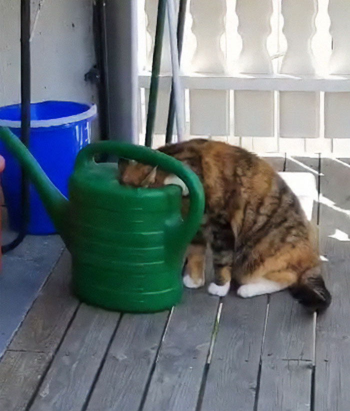The Water Here Is So Much Better Than The Bowl Inside
