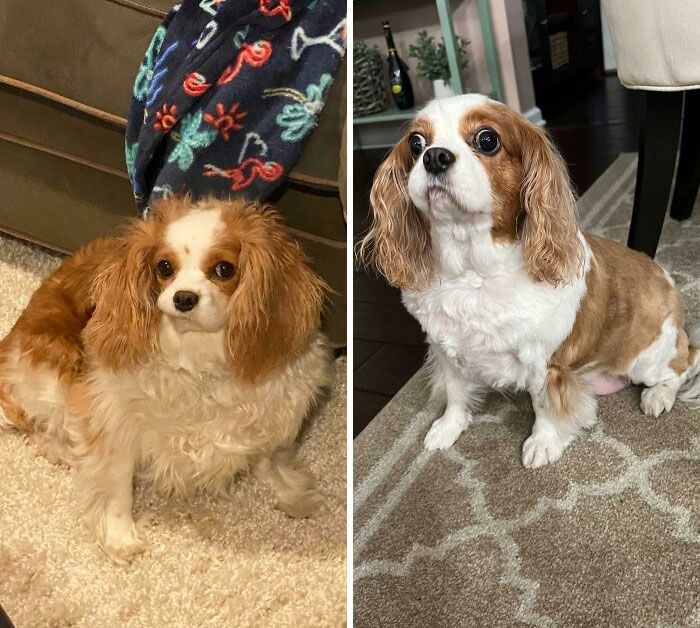 Rosie Is Almost At Her Goal Weight