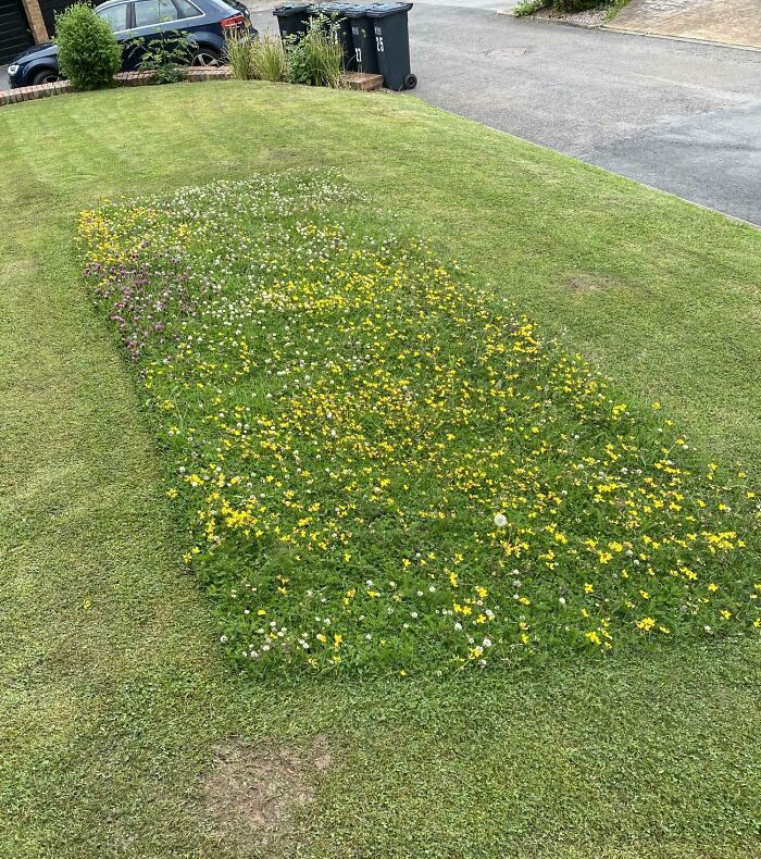 The Guy Who Does The Grass For My Building Left A Rectangle Of Wild Flowers So The Bees Can Use Them