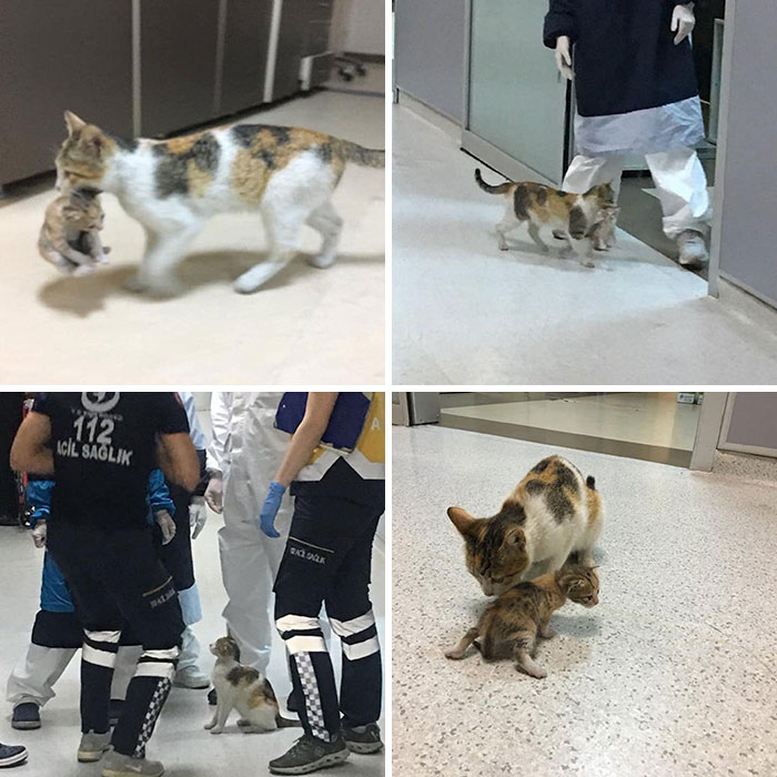 In Istanbul, A Stray Cat Mom Took Her Baby To The Er Doctors And Paramedics Helped The Baby And Took Them To A Vet