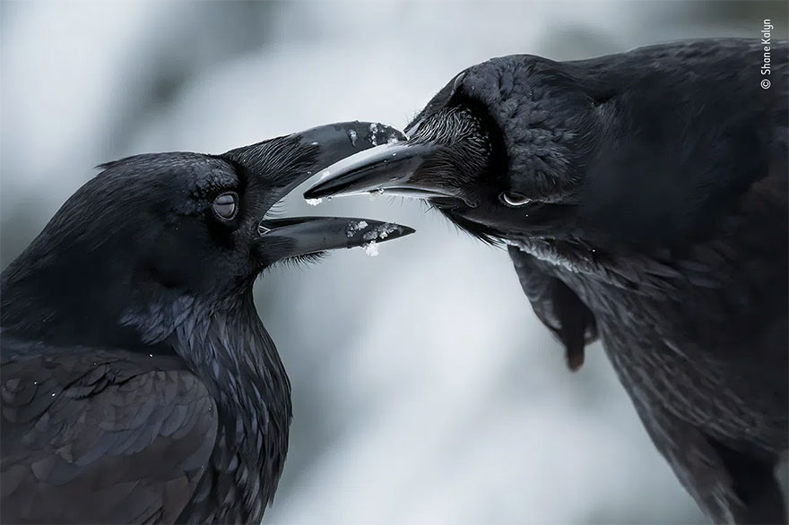 Category Winner. Behaviour: Birds: 'The Intimate Touch' By Shane Kalyn