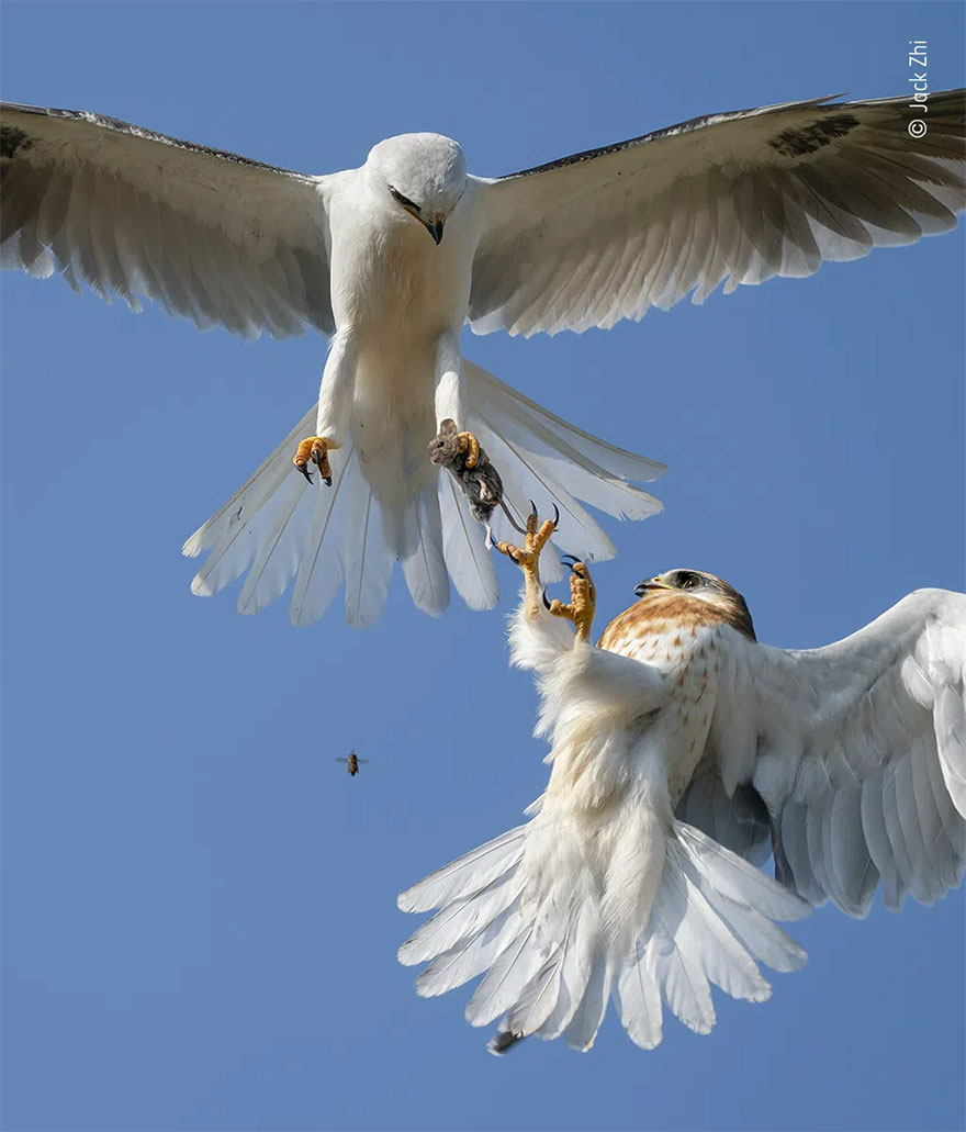 Highly Commended. Behaviour: Birds: 'Up For Grabs' By Jack Zhi