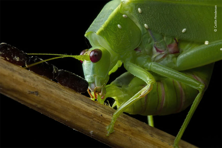 Highly Commended. Behaviour: Invertebrates: 'Eggs Of Life And Death' By Caitlin Henderson
