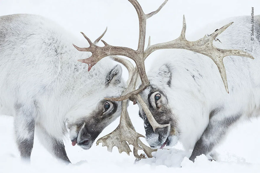 Category Winner. Behaviour: Mammals: 'Head To Head' Bystefano Unterthiner