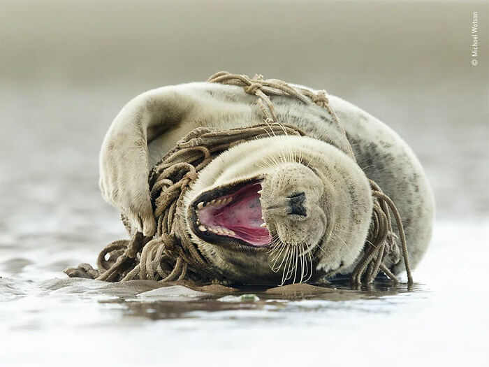 Playful seal tangled in rope on shore, one of the stunning winners from the 2021 wildlife photographer of the year contest.