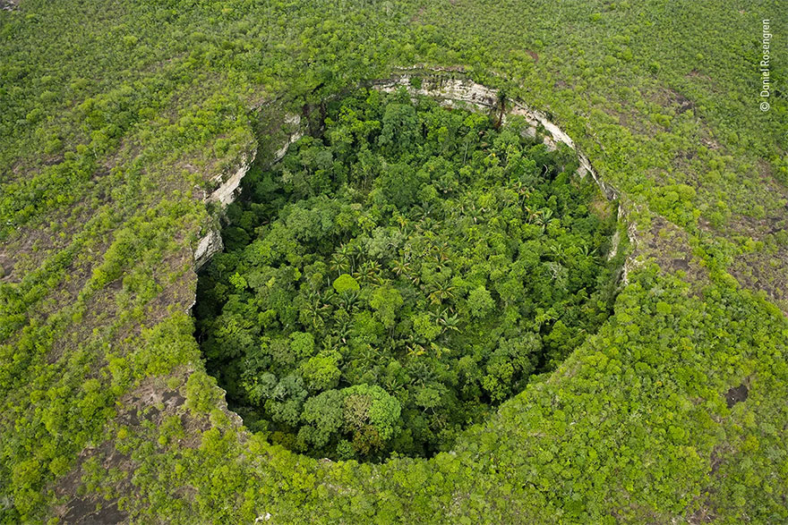 Highly Commended. Plants And Fungi: 'The Fantastical Rainforest' By Daniel Rosengren