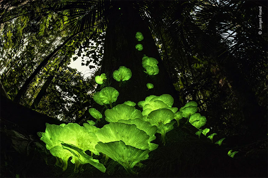 Highly Commended. Plants And Fungi: 'Mushroom Magic' By Juergen Freund