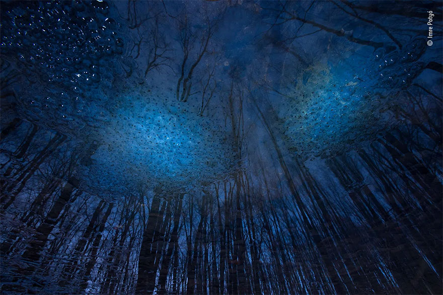 Highly Commended. Natural Artistry: 'Universe Of Eggs' By Imre Potyó