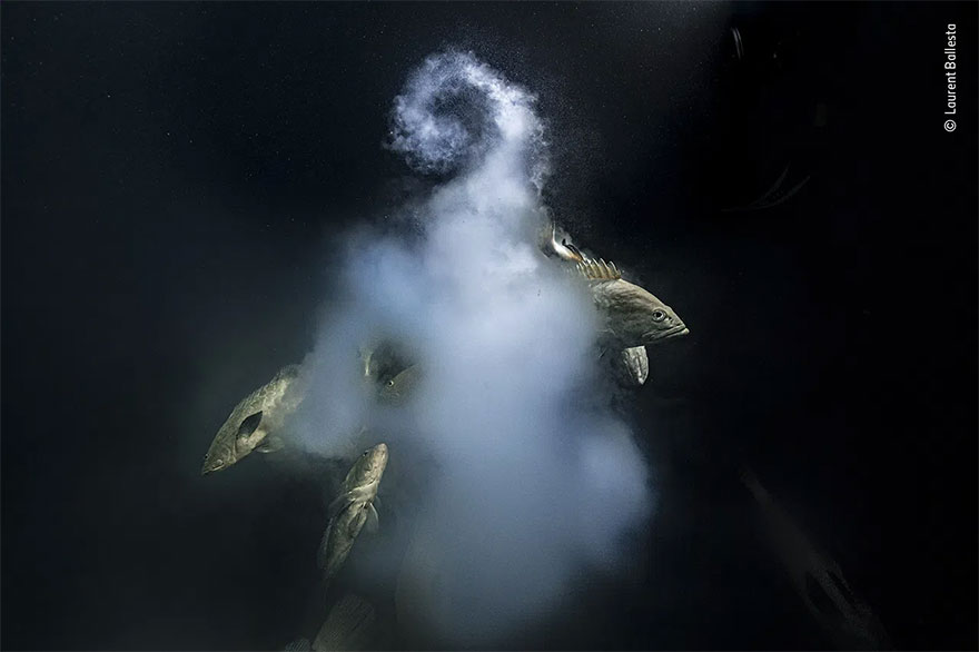 Adult Grand Title Winner 2021. Underwater: 'Creation' By Laurent Ballesta