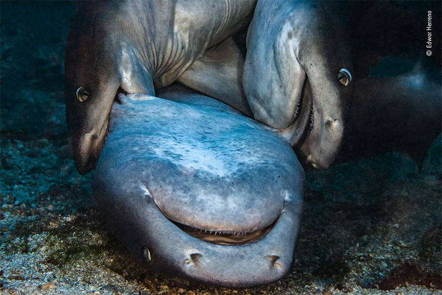 Highly Commended. Underwater: 'No Gentle Affair' By Edwar Herreno