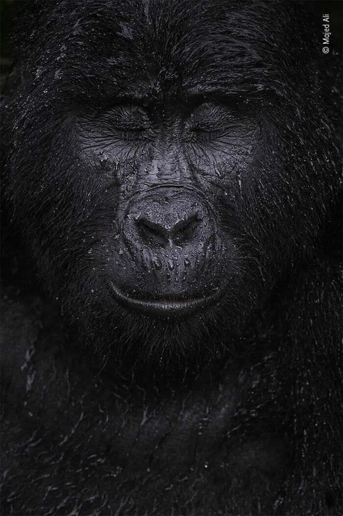 Ganadora en la categoría “Retrato animal”: “Reflexión” por Majed Ali