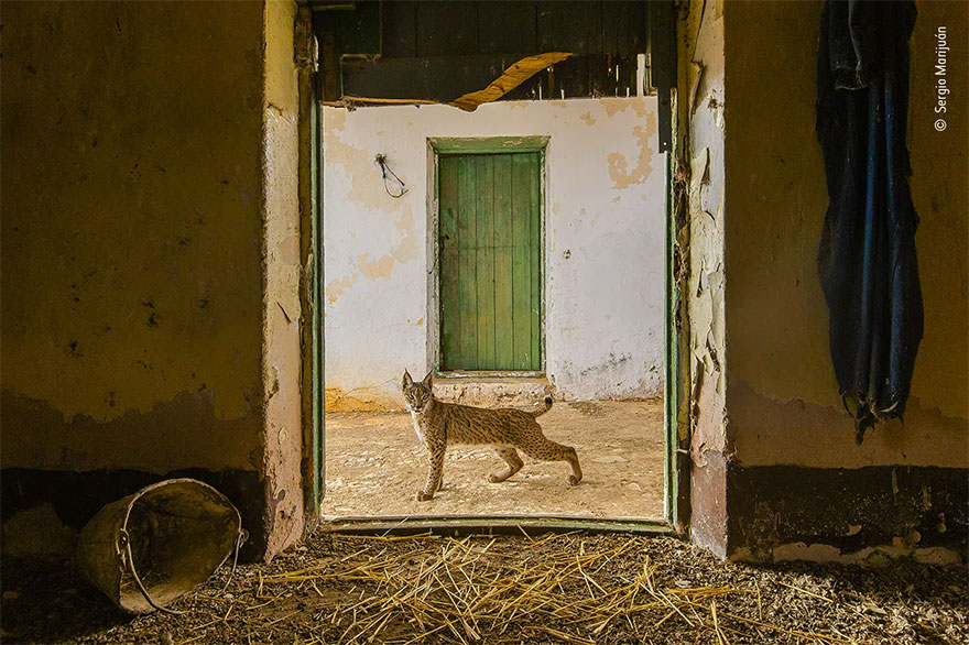 Highly Commended. Urban Wildlife: 'Lynx On The Threshold' By Sergio Marijuán