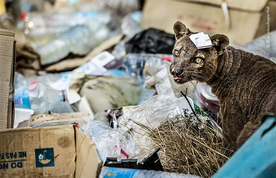 Highly Commended. Urban Wildlife: 'Fossa In A Mess' By Elize Labuschagne-Hull