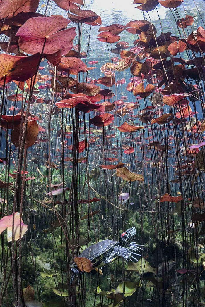 Underwater view of a turtle swimming among red aquatic plants, featured in wildlife photographer of the year winners.