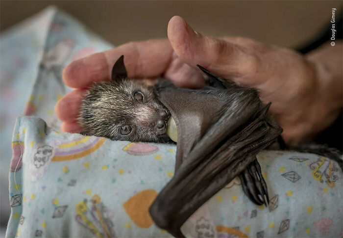 Baby bat being gently held in hands, one of the stunning wildlife photographer winners from the 2021 competition.