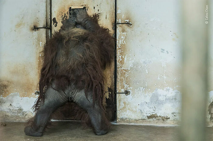 Orangutan seen from behind reaching for a small window in a worn wall in a wildlife photographer of the year winning image.
