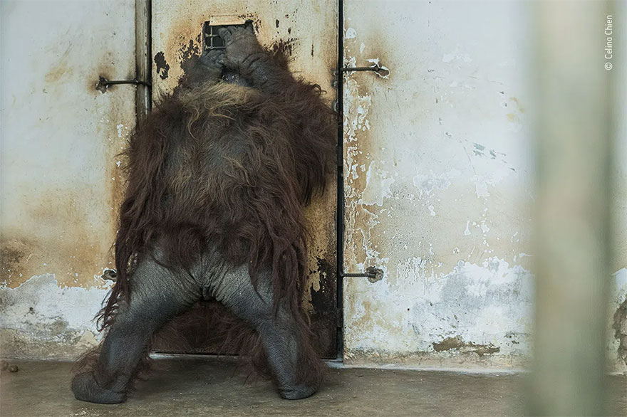 Highly Commended. Photojournalism: 'Imprisoned' By Celina Chien