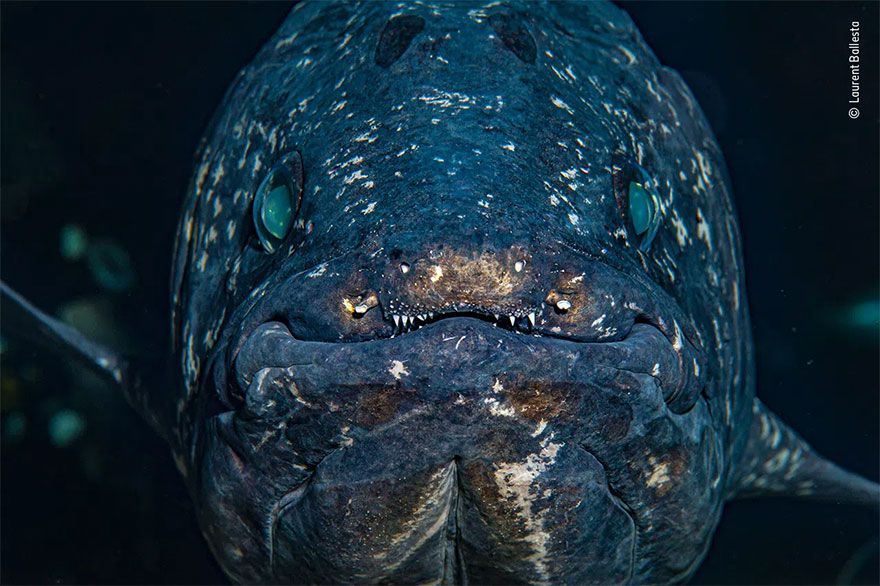 Highly Commended. Animal Portraits: 'Portrait Of A Legend' By Laurent Ballesta