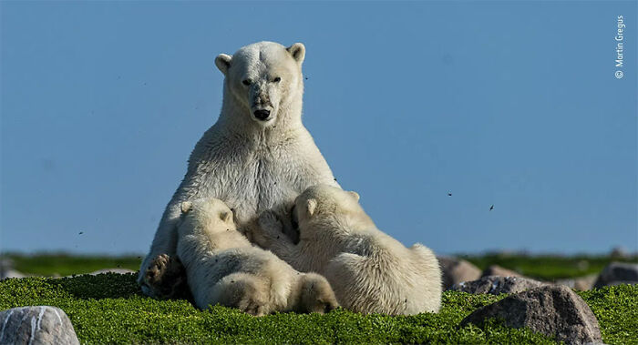 Polar bear mother and cubs resting on green tundra, featured in stunning Wildlife Photographer of the Year winners 2021.