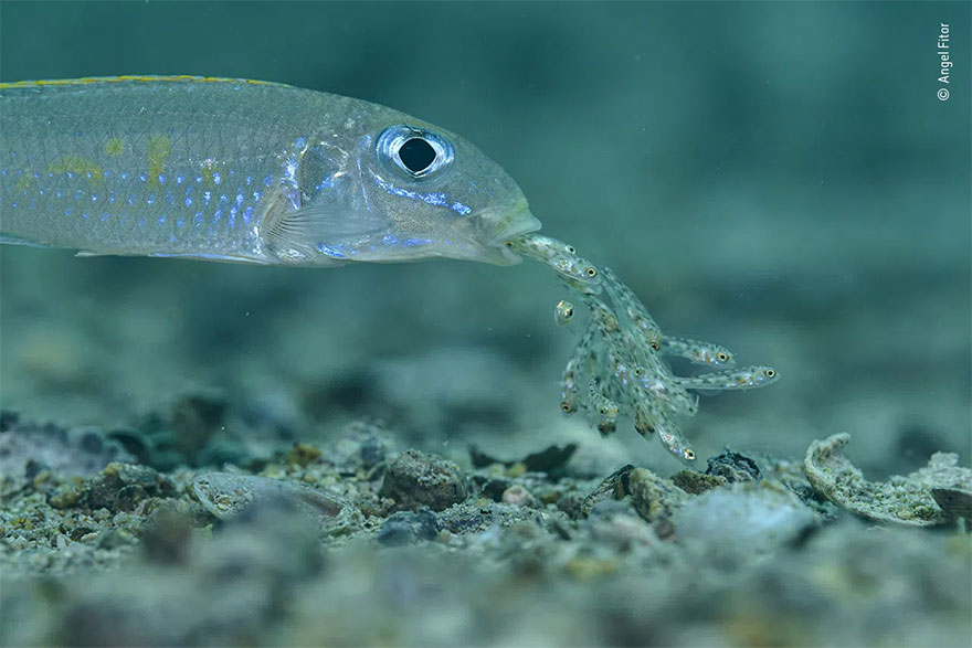 Category Winner. Portfolio Award: 'The Nursery Mouth' By Angel Fitor