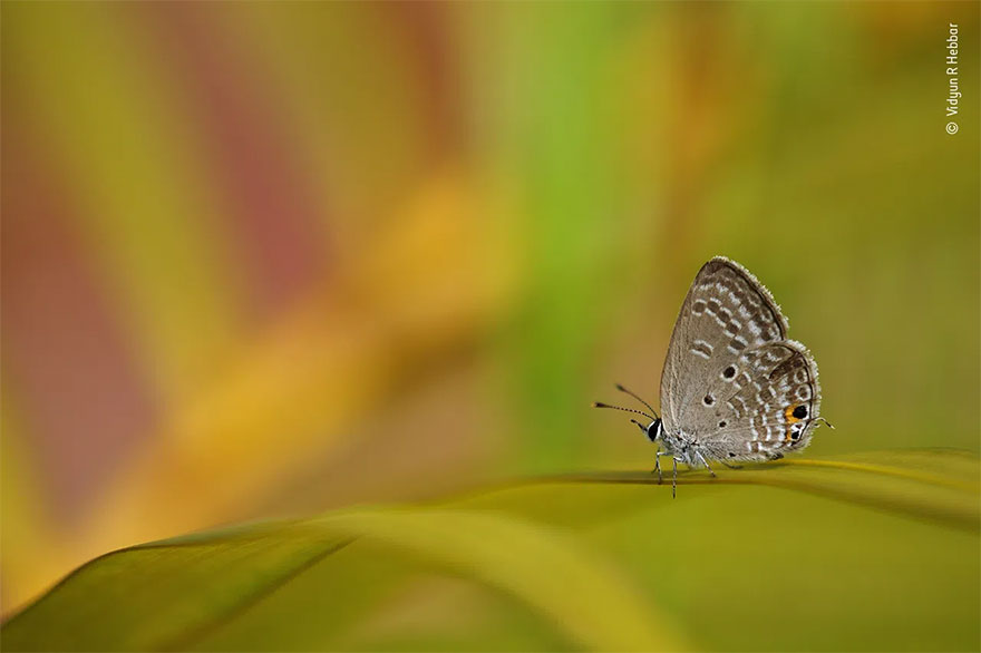 Highly Commended. 10 Years And Under: 'Blue On Green And Red' By Vidyun R Hebbar