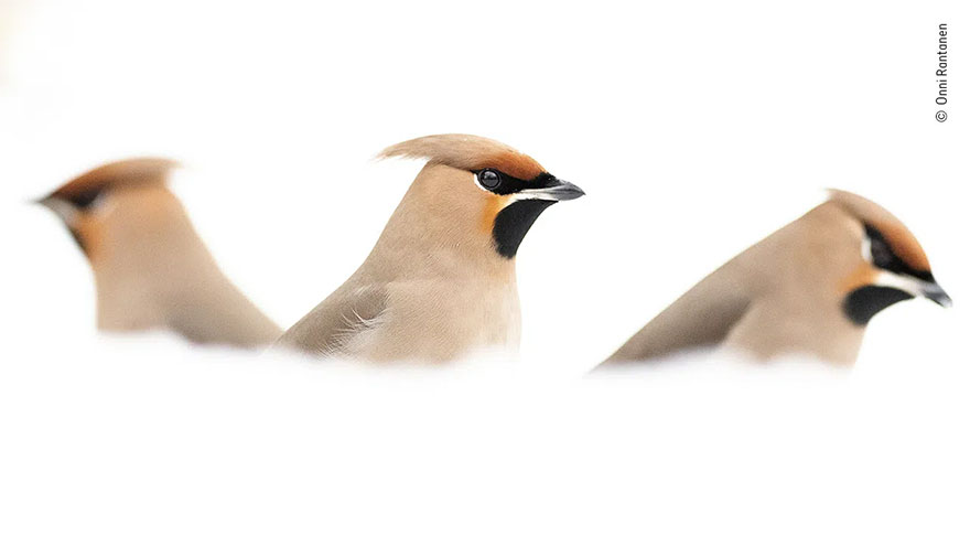 Highly Commended. 15-17 Years: 'The Three Bohemians' By Onni Rantanen