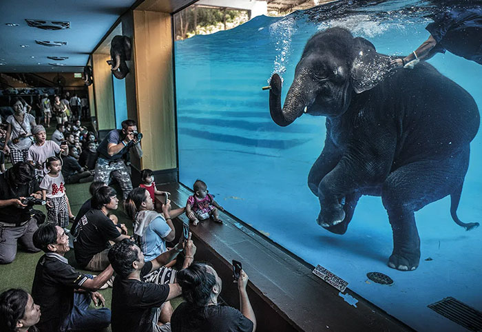 30 Stunning Winners From The 2021 Wildlife Photographer Of The Year That Have Just Been Announced